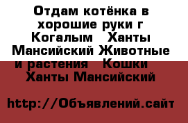 Отдам котёнка в хорошие руки г.Когалым - Ханты-Мансийский Животные и растения » Кошки   . Ханты-Мансийский